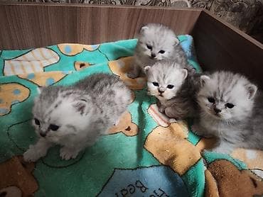 сколько стоит сиамская кошка в сомах: Готовы к раннему бронированию Котята серебристого окраса (шотландского — 1