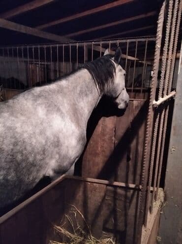 показы 1 354 72 договорная кошка даром британская короткошёрстная 1 год мальчик метис 2 позвонить написать: Продаю | Кобыла (самка) | Для разведения | Племенные — 2