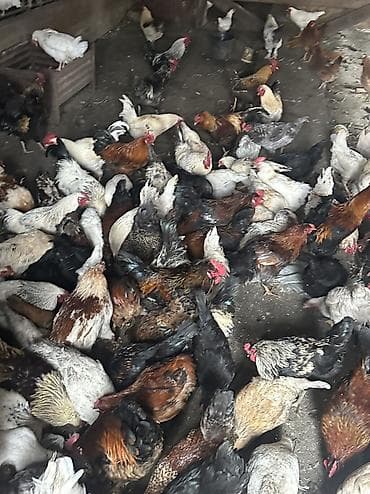 чөп сатылат: Сатам | Тооктор, Короздор | Жарым брама, Үй, Кучинская | Союуга, Көбөйтүү үчүн, Жумуртка туудуруу үчүн — 7