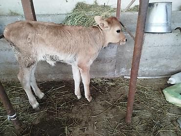 купить собаку доберман в бишкеке: Продаю | Музоо, торпок | Для молока | Привязанные — 2