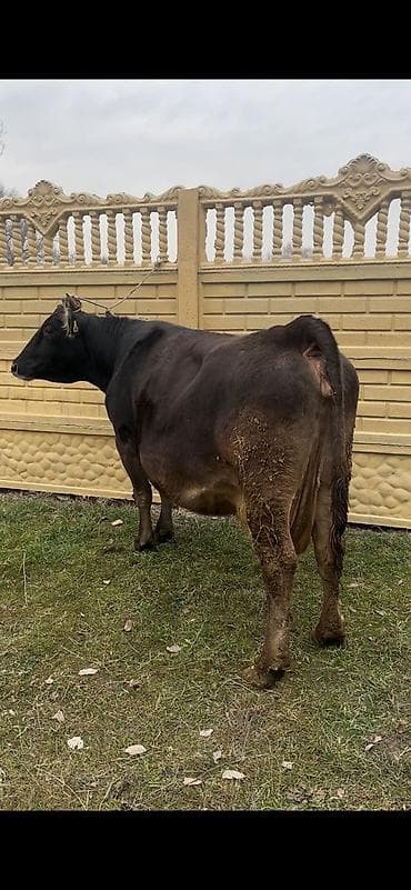 карова для молоко: Продаю | Корова (самка) | Полукровка | Для молока | Привязанные — 1