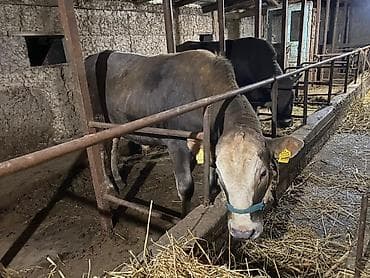 бир: Сатам | Бука (эркек) | Аргын | Бордоп семиртүү үчүн | Байланган — 1