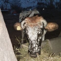 кызыл кия кыз: Продаю | Корова (самка) | На откорм, Для молока | Искусственник — 1