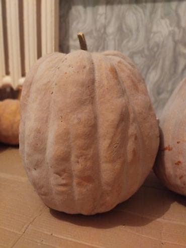 тыква сколько стоит: Тыква столовая, выращенная без химии, с огорода.Бишкек - Разные — 1