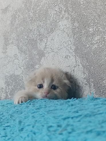 canada goose: Пушистые котята, домашнего выращивания. - Возраст на фото: примерно — 7