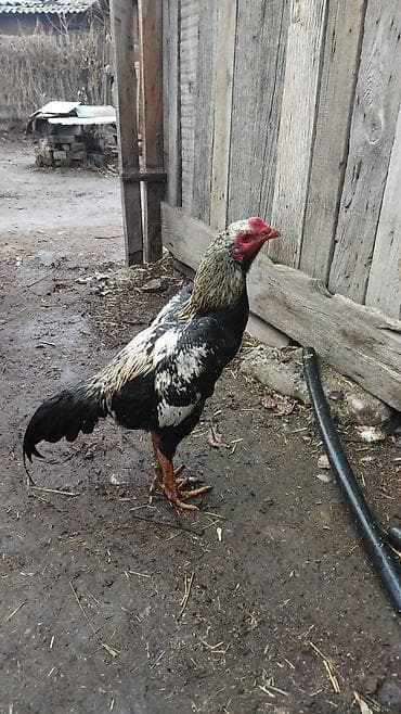 кочкор алам: Сатам | Короздор | Тебиштирүүчү | Көбөйтүү үчүн — 1