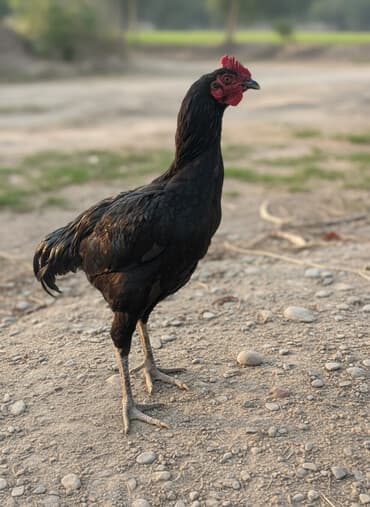 купить карликовых курей: Продаю | Петух | Бойцовая | Для разведения — 1