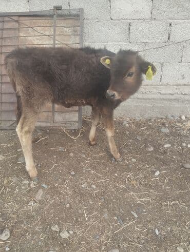 отдам даром питбуль: Продаю | Музоо, торпок | Полукровка | На откорм — 2