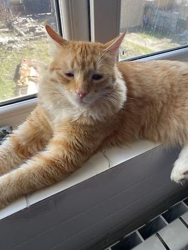 большие кошки: 11 месяцев, Мальчик, Метис, Приучена к лотку, С прививками — 6