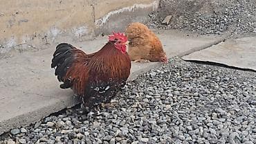 продаю лошать: Парселян кохинхин карлик 1+1 сатылат — 4