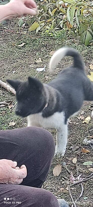 купить собаку акита ину: 3 месяца, Самец — 9