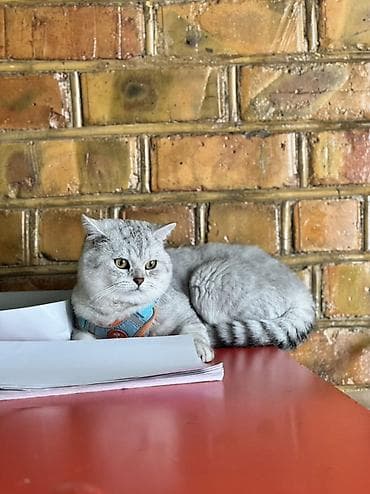 тайские кошки цена: 1 год, Мальчик, Серебристая шиншилла, Приучена к лотку — 3