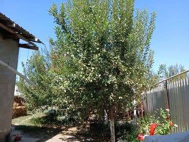 срочно продаю дом район кызыл аскер: Продаю дом,с участком 5 сот, Район ленинский,Ж/М Ала Тоо 2 размер — 6