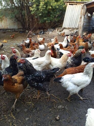 охотничий собака: Продаю домашних кур и петухов ОПТОМ! - В наличии крупные мясо‑яичные — 5