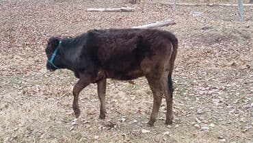 дом животных: Продаю | Музоо, торпок | На откорм | Не стельные — 1