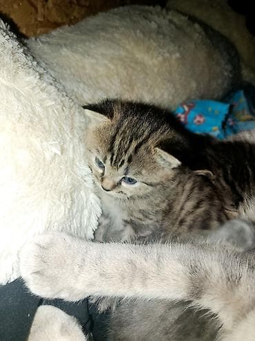 black cat: Продаю котят один вислоухий один с прямыми,мама породистая вислоухая — 3