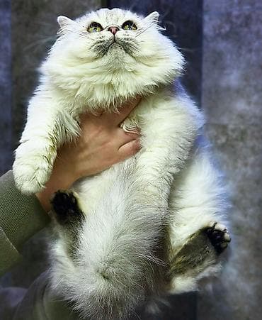 Котик Профессиональный питомник Victory Pride Оригинал не имеет