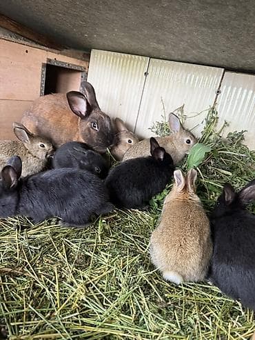 Продаю | Крольчата | Для разведения