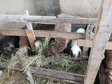 Грызуны: Продаю | Овца (самка) | Для разведения — 6