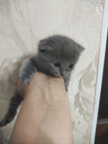 наполнители для кошек: 2 месяца, Девочка — 1