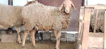 Продаю | Овца (самка), Ягненок | Для разведения