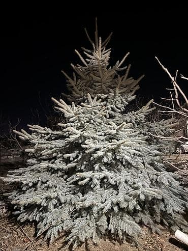 Голубая ель (Picea pungens, «Глаука») — крупномер для at lalafo.kg Голубая ель (Picea pungens, «Глаука») — крупномер для