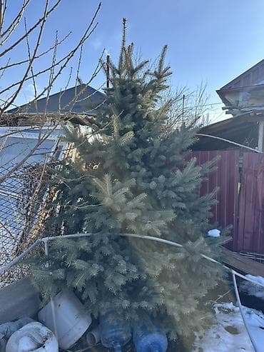 Садовая мебель: Саженцы деревьев: Ели — 2