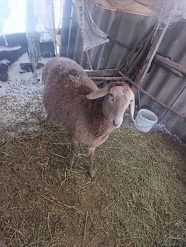 Иттер: Сатам | Ургаачы кой (ургаачы) | Гиссар | Көбөйтүү үчүн | Токту — 3