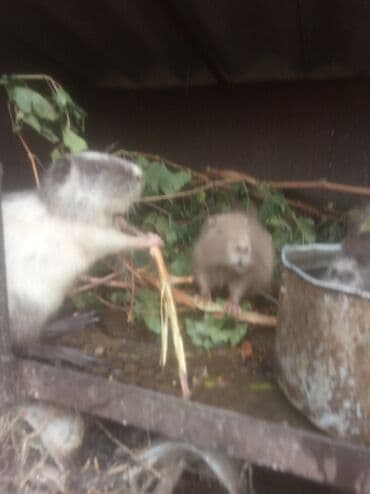 Продаются нутрии, Самцы на племя, разного возраста - 400 сом за 1 кг