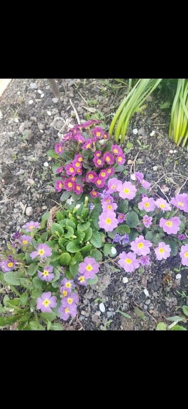 органайзер бишкек: Көчөттөр гүлдүн — 7