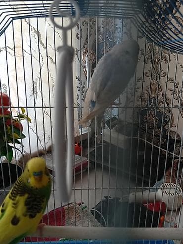 декоративные голуби: Волнистые попугаи с полной клеткой и аксессуарами. Состав набора: - — 4