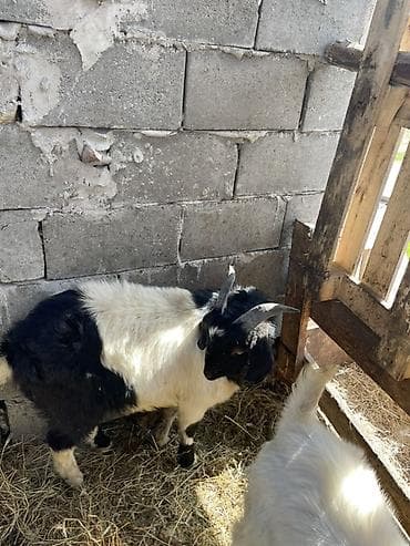 С/х животные и товары: Продаю | Козёл (самец), Коза (самка), Козлёнок | Для разведения | Осеменитель — 3
