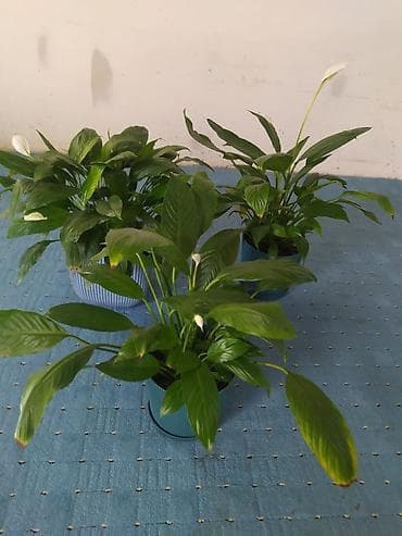 алое сок: Спатифиллум (Spathiphyllum) в декоративных горшках - Кустистые — 2