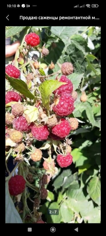 malina.kg продажа малины оптом в бишкеке новопокровка фото: Малина — 4