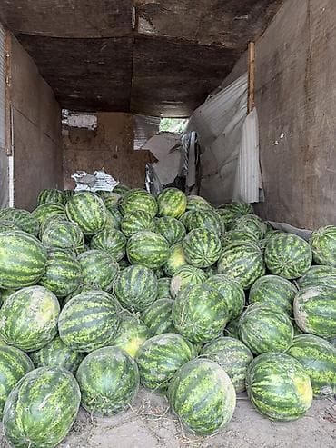 арбуз токмок: Арбузы Оптом — 1