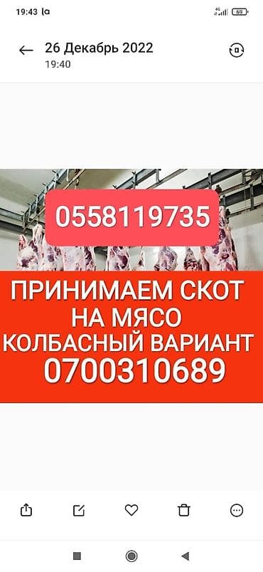 Колбаса цехи : Уйлар, букалар, Жылкылар, аттар, | Күнү-түнү, Бардык шартта, Союлган