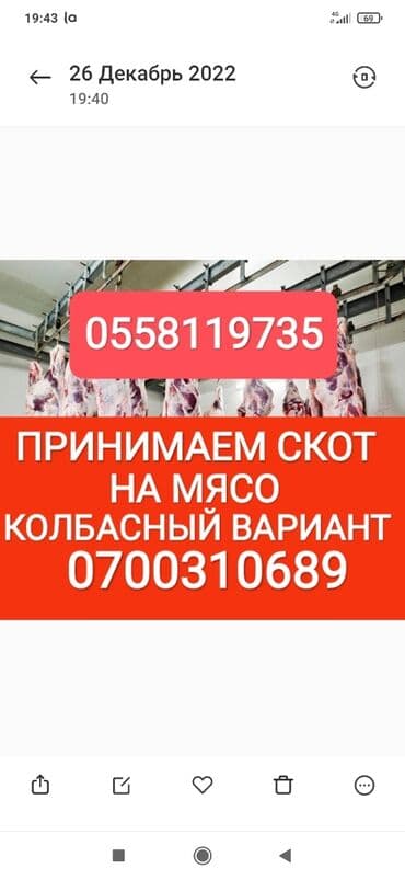 обмен на корову: Сатып алам | Жылкылар, аттар, Уйлар, букалар | Күнү-түнү, Бардык шартта, Союлган — 1
