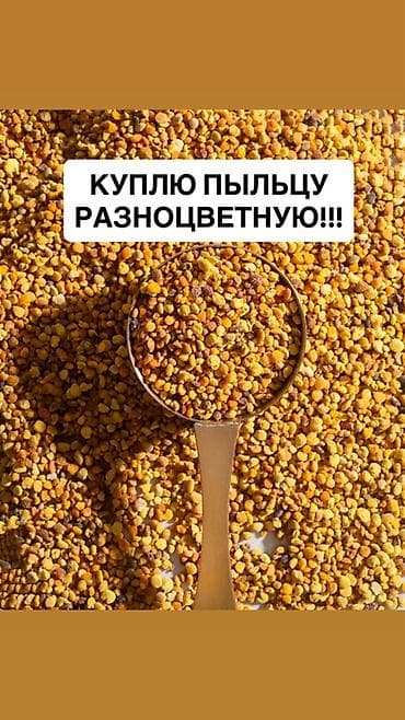 пчелинный: Закупка разноцветной пыльцы (обножки) Ищу к покупке пыльцу пчелиную — 1