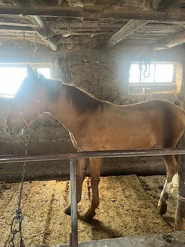 кошка каракол: Сатам | Байтал | Аргын | Жумушка — 2