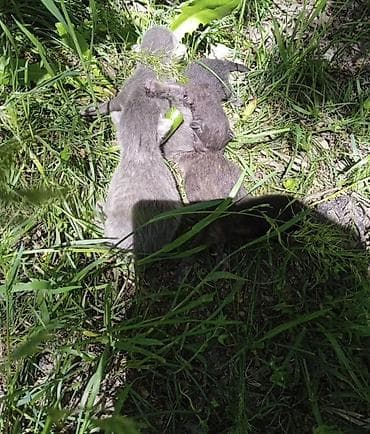 одежда для котов: Я нашла котят срочно в хорошие руки. Так как уезжаю — 1