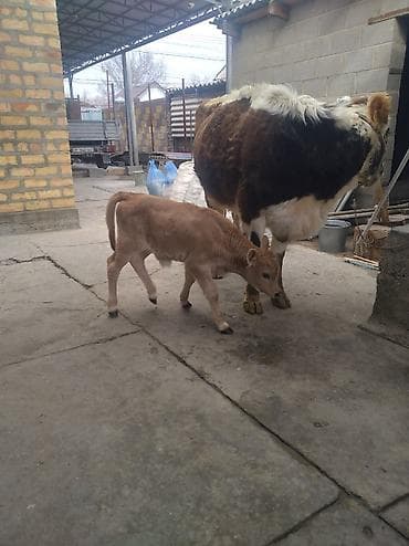 Продаю | Корова (самка) | Полукровка | Для молока | После отела at lalafo.kg Продаю | Корова (самка) | Полукровка | Для молока | После отела