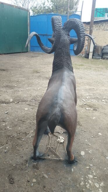 животные птицы: Үй жана бакча үчүн декор, Өзү алып кетүү — 3