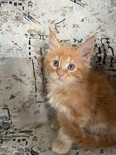 продажа кормов для сельскохозяйственных животных: Котята породы мейн-кун. 1девочка и 3мальчика. 2месяца. К лотку — 5