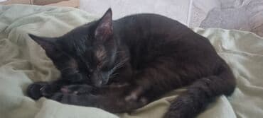 шотландская длинношерстная кошка цена: Кошка даром: Бомбейская, 4 месяца, Мальчик, Проглистована — 6