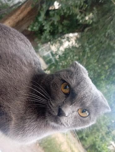 Кошки: Скотиш Фолд (Шотландская вислоухая), 8 месяцев, Мальчик, Голубой — 2