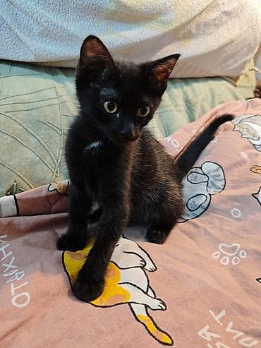 Животные: 3 месяца, Девочка, Приучена к лотку, Проглистована, С прививками — 6