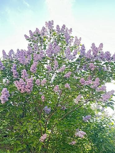 Сирень обыкновенная (Syringa vulgaris), куст крупного размера с