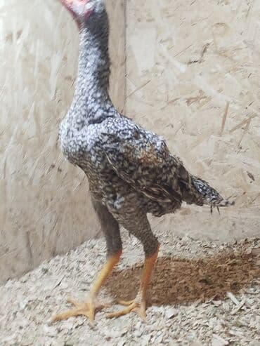 сколько стоит кошка в бишкеке: Дакан короздор сатылат алмашу жолдору бар адрес Заря Тынчтык конушу — 9