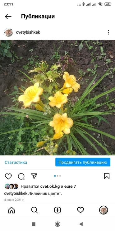 Бересклет белый и жёлтый. Кустаники. Морозостойкие .Лилейник жёлтый at lalafo.kg Бересклет белый и жёлтый. Кустаники. Морозостойкие .Лилейник жёлтый