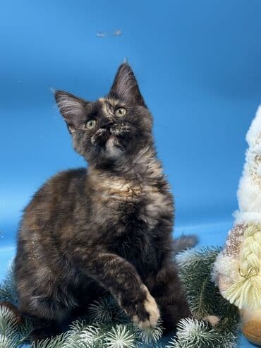 мейн кун бесплатно: Мейн-кун, окраc черепаховый (tortoiseshell). - Порода: Maine Coon — — 2